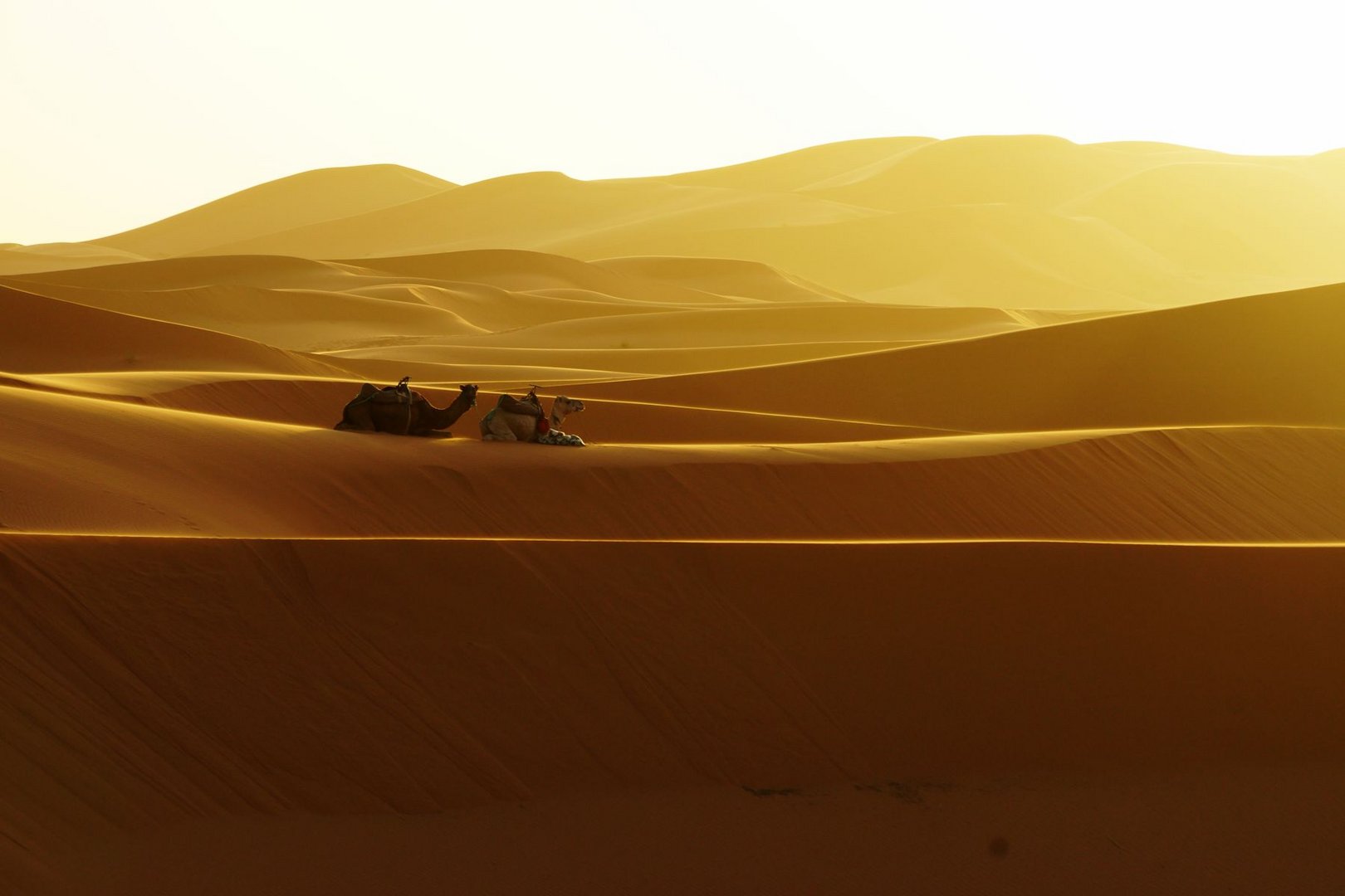 Kurz vor Sonnenuntergang im Erg-Chebbi, Marokko