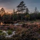 Kurz vor Sonnenuntergang im Moor