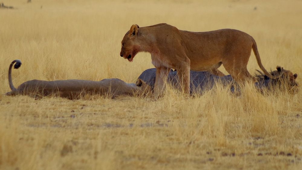 kurz vor Torschließung im Etosha NP ...