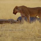 kurz vor Torschließung im Etosha NP ...