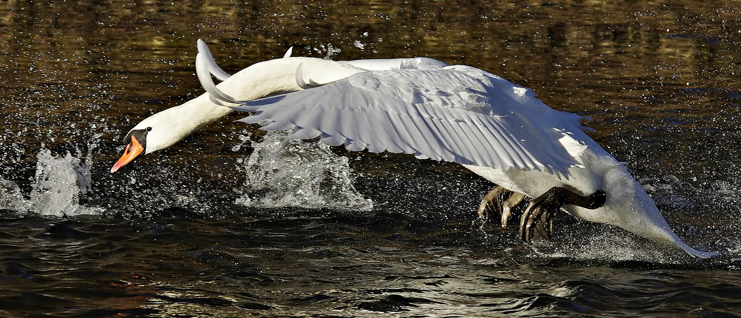 Kurz vorm Abheben - Schwan beim Start