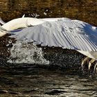 Kurz vorm Abheben - Schwan beim Start