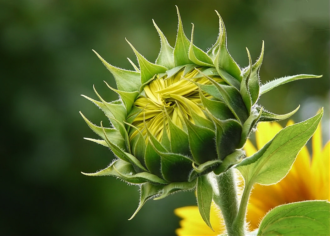 kurz vorm aufblühen, die Sonnenblumenknospe