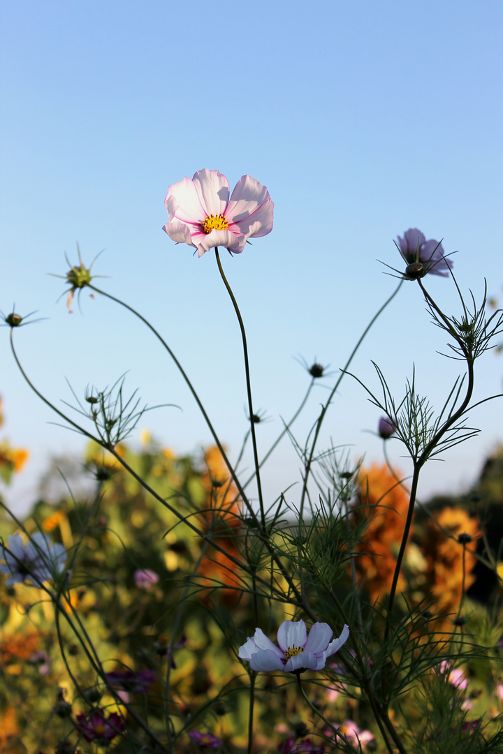 ...kurz vorm Herbst...