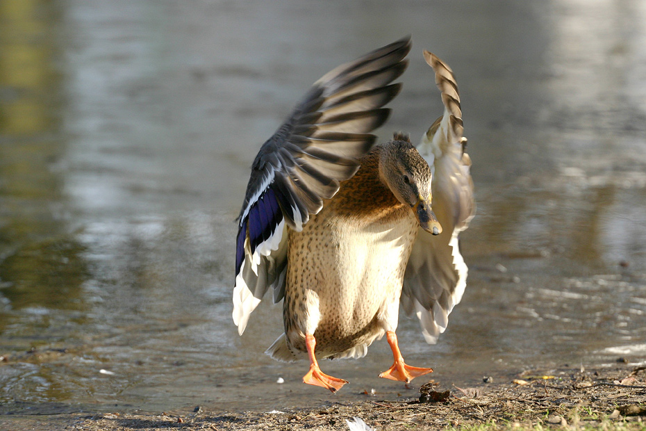 ...kurz vorm Touch-Down ;O)))