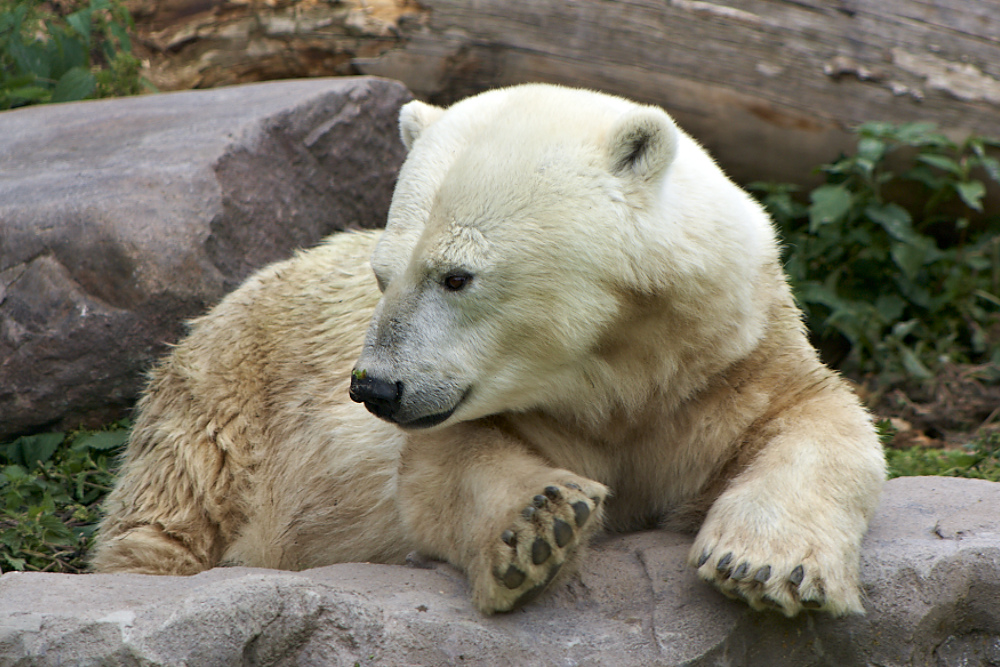 kurzbeiniger Eisbär