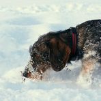 Kurzbeiniges Schneemonster