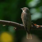 Kurzbesuch am Gartenteich