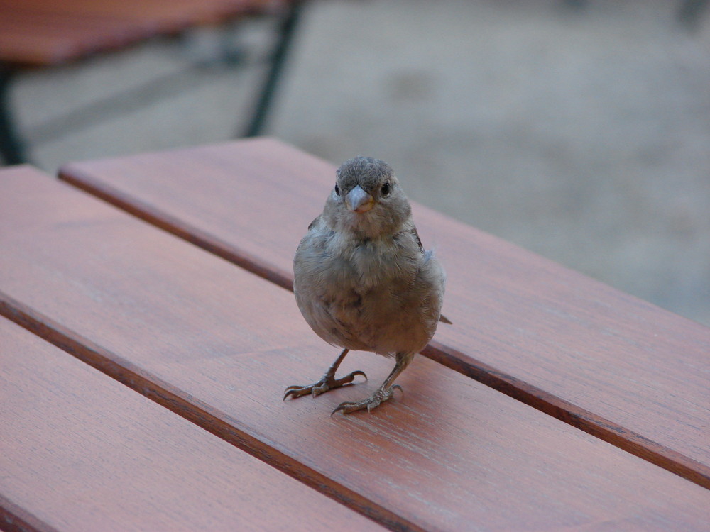 Kurzbesuch im Biergarten