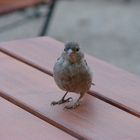 Kurzbesuch im Biergarten