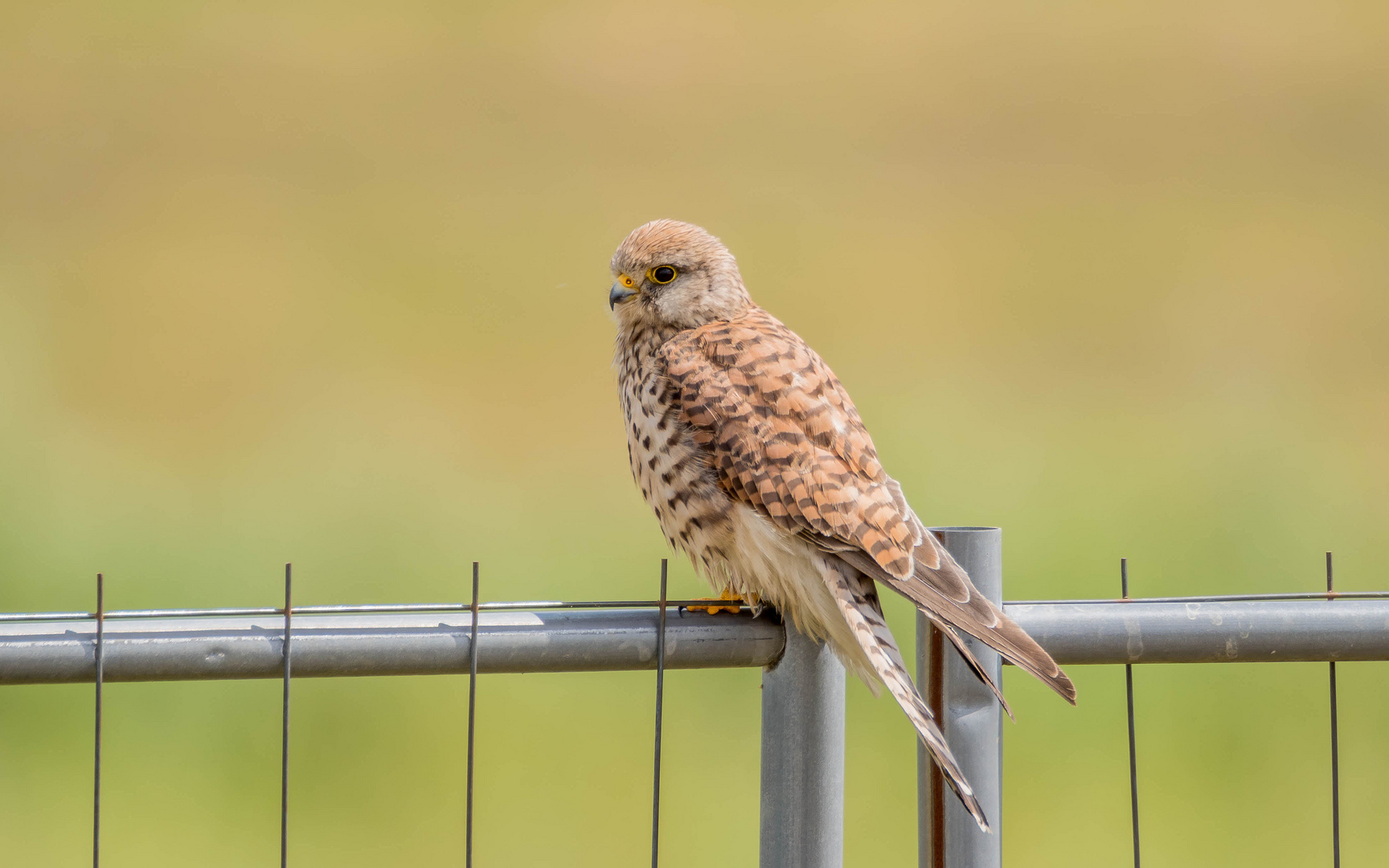 kurze Besuch der Falkendame