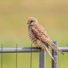 kurze Besuch der Falkendame