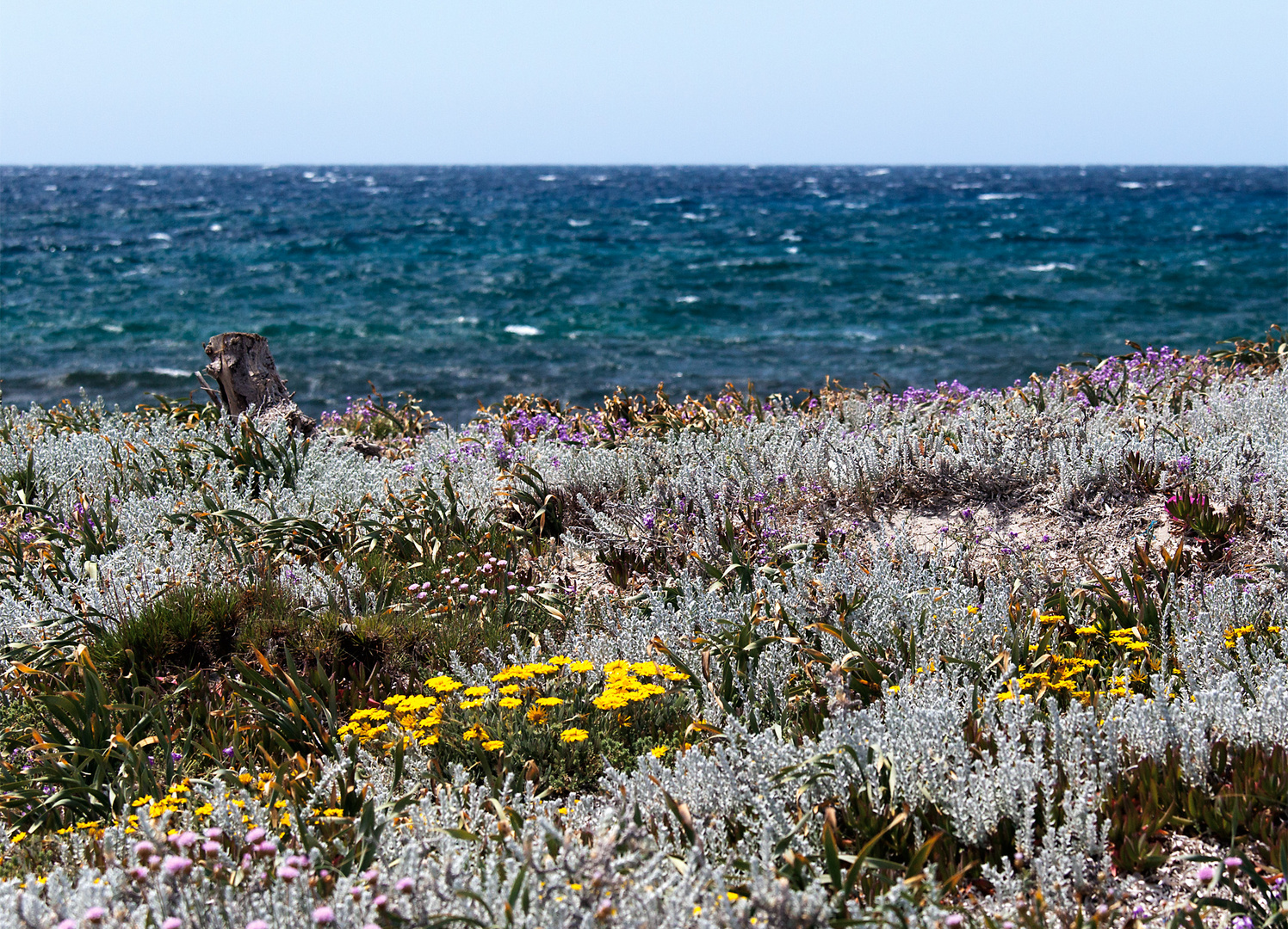 kurze Blüte am Meer