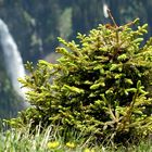 Kurze Blüte im Bergsommer