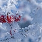 Kurze Eiszeit