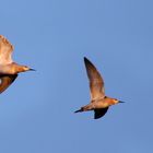 "Kurze Flugshow der Kampfläufer"