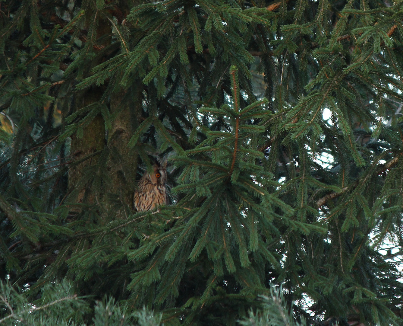 Kurze Frage, Ist dieser '' Vogel'' eine Eule?