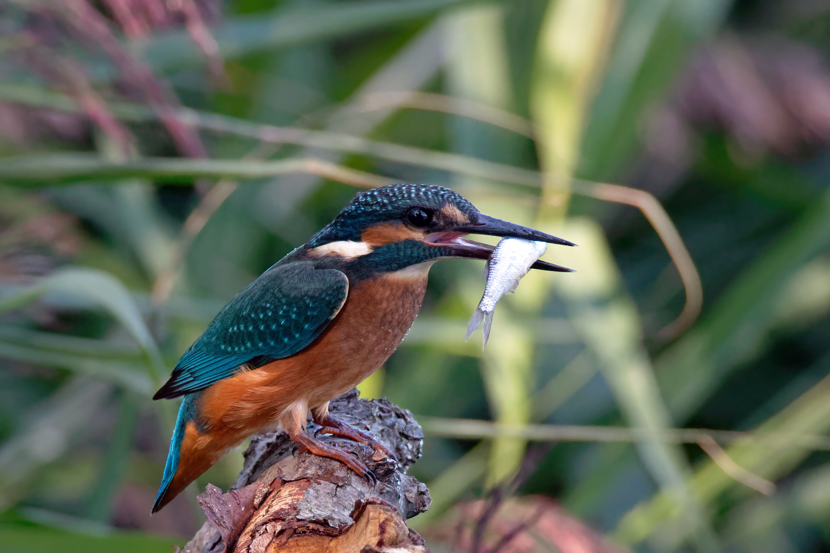 Kurze Gandenfrist für den Fisch ... ( Eisvogel -Alcedo atthis- mit Beute)