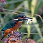 Kurze Gandenfrist für den Fisch ... ( Eisvogel -Alcedo atthis- mit Beute)