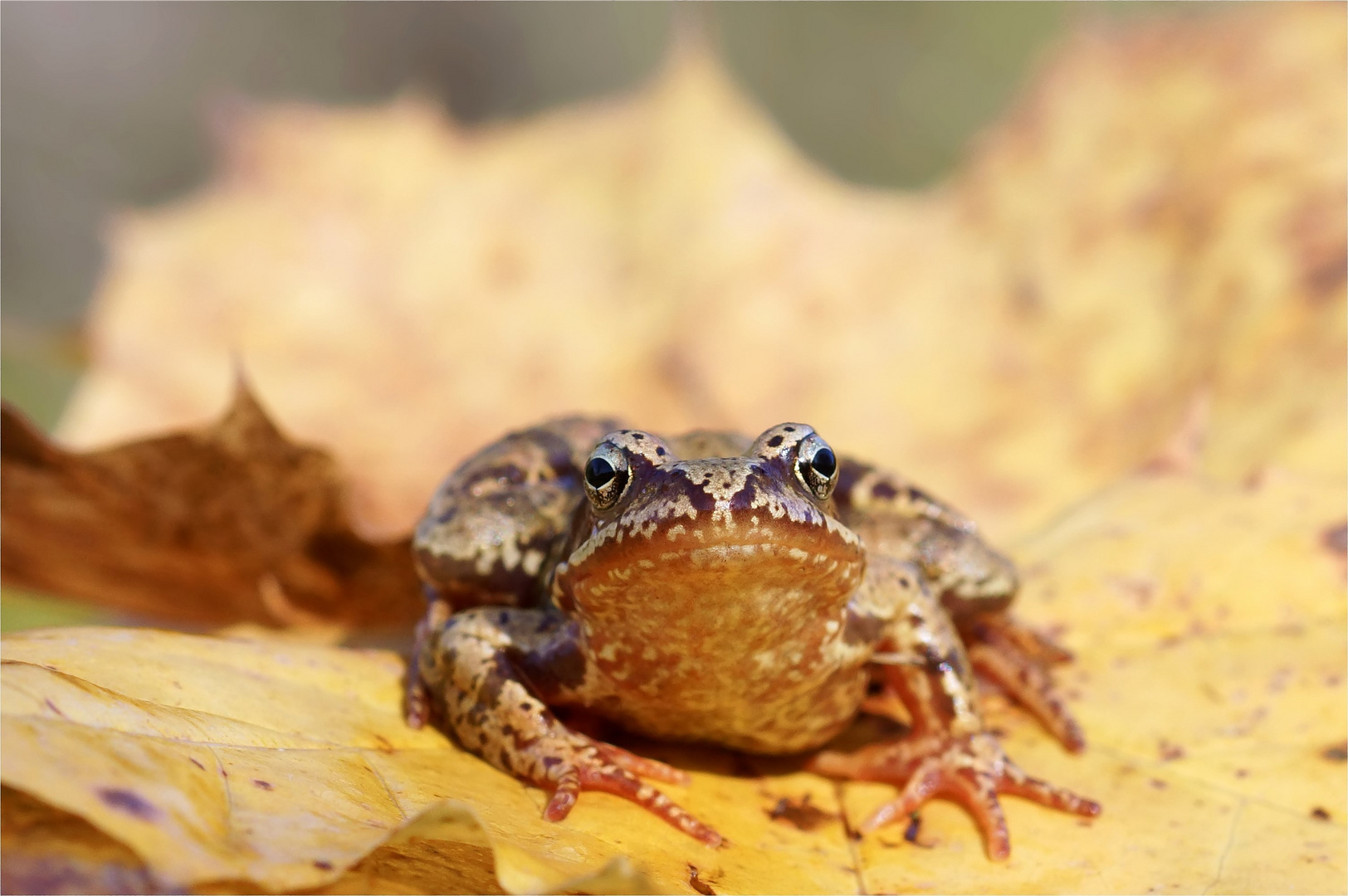 Kurze Herbstbegegnung...