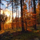 Kurze Herbstmomente im Taunus - Take 2