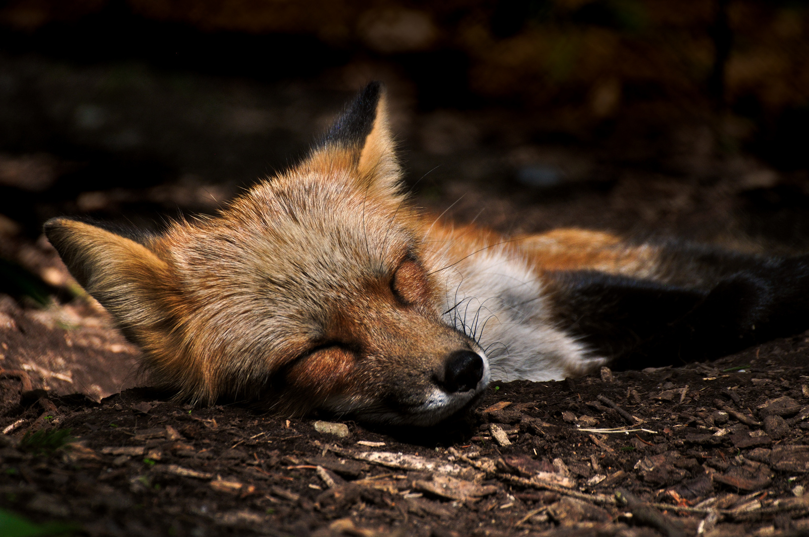 kurze Mittagspause... zzz ZZZ zzz... die zweite