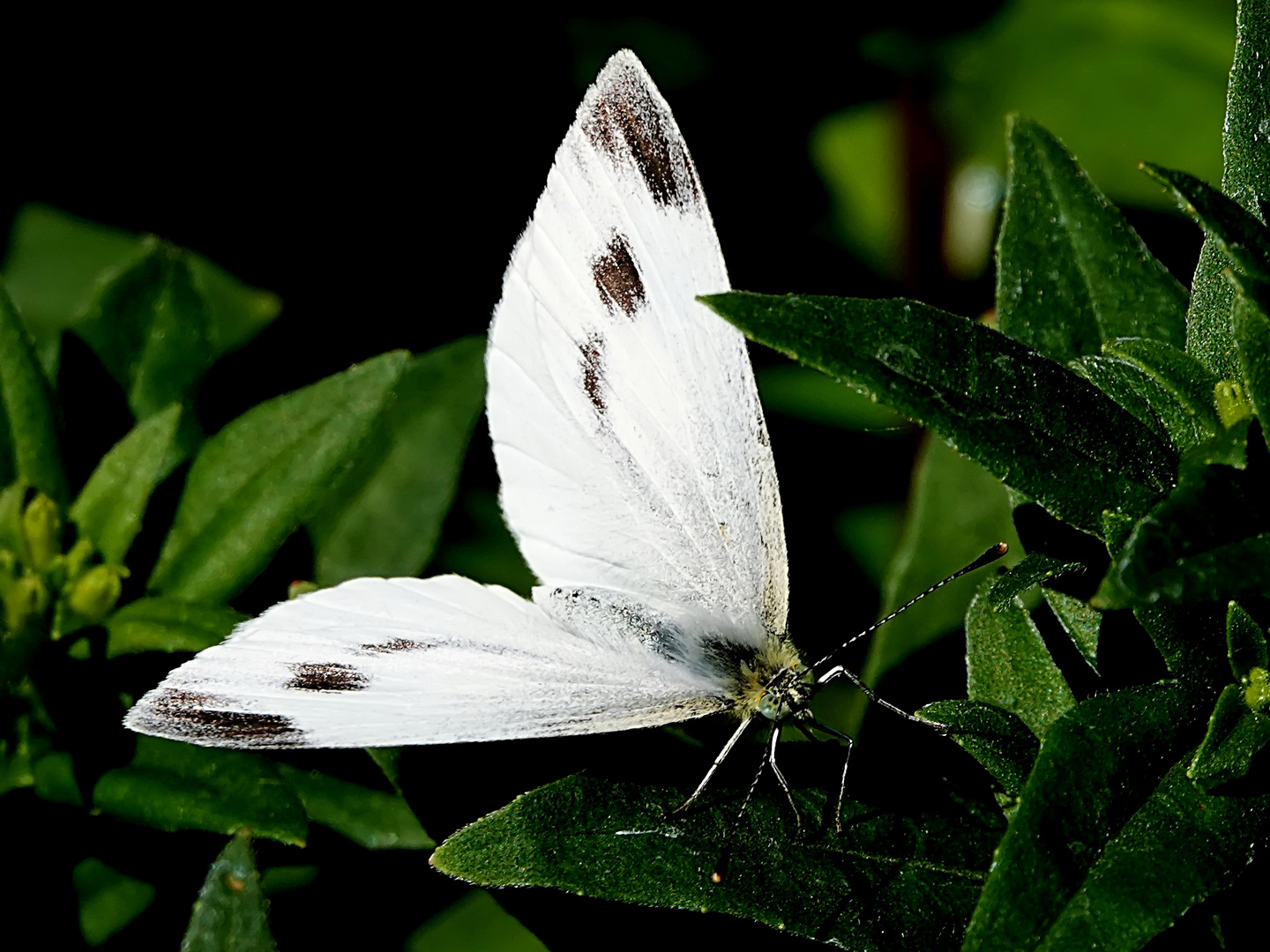 kurze Pause auf dem Blatt