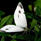 kurze Pause auf dem Blatt