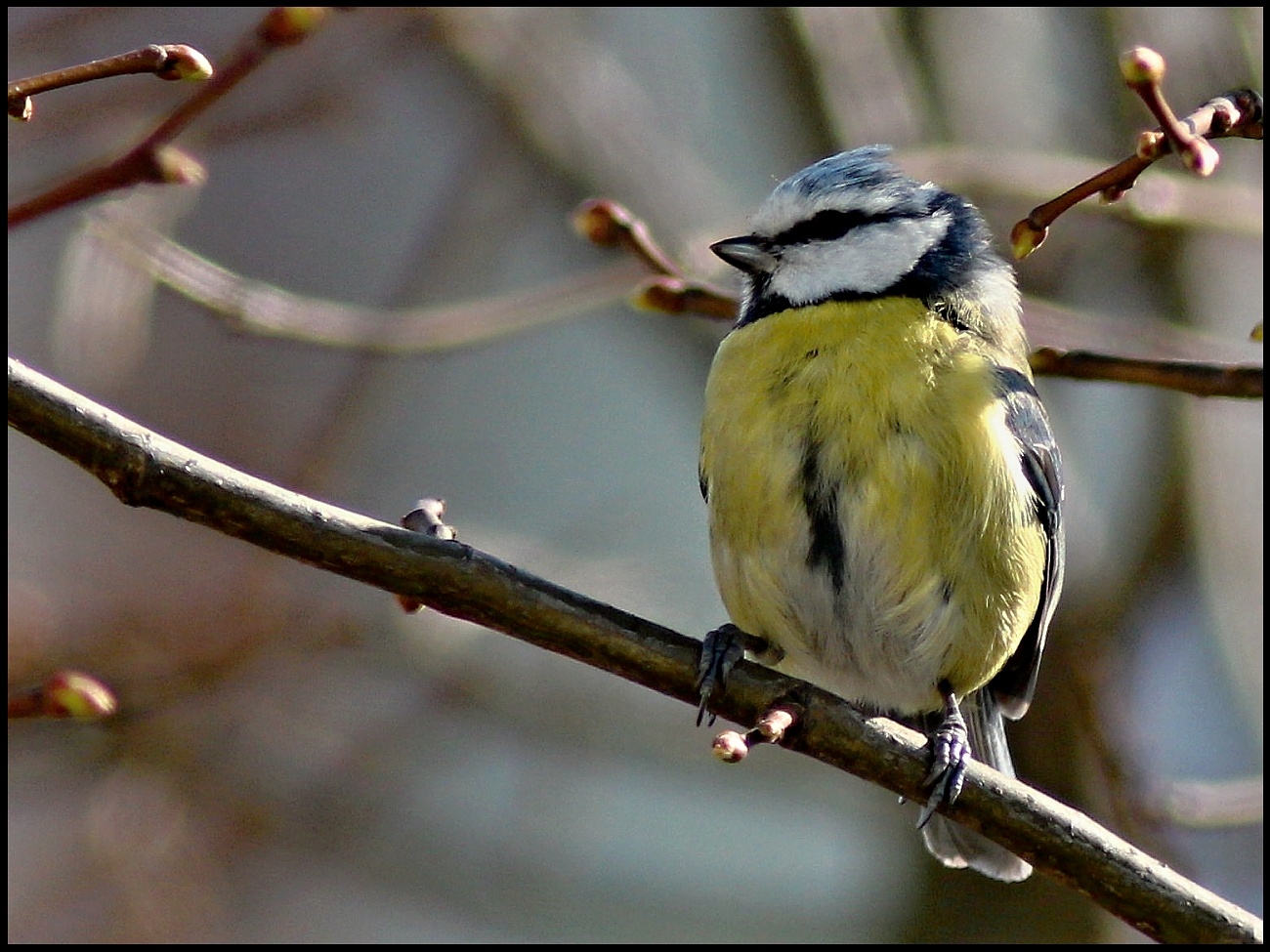 Kurze Pause (Blaumeise)