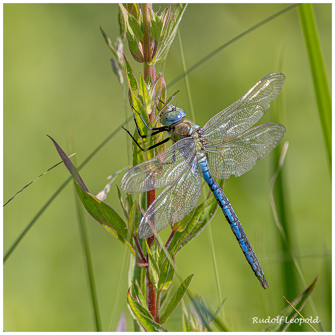 Kurze Pause einer Libelle