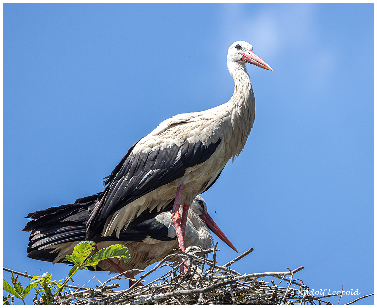 Storchennest voller Farbenfreude: Entdecke die Welt der kostenlosen Ausmalbilder!