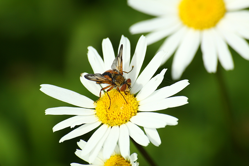 Kurze Rast auf der Blüte