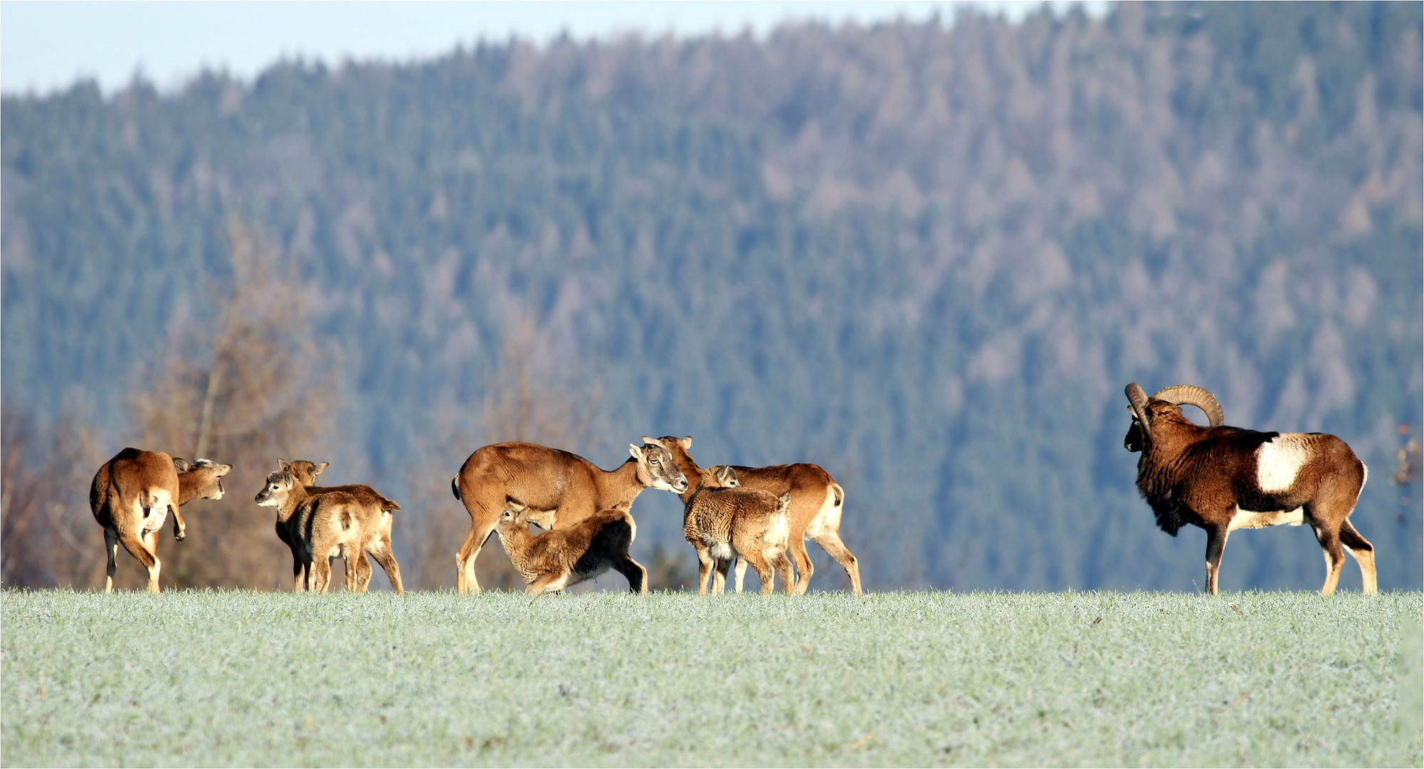 Kurze Rast der Mufflons