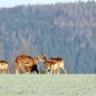 Kurze Rast der Mufflons