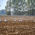 Kurze Rast im Herbstwetter