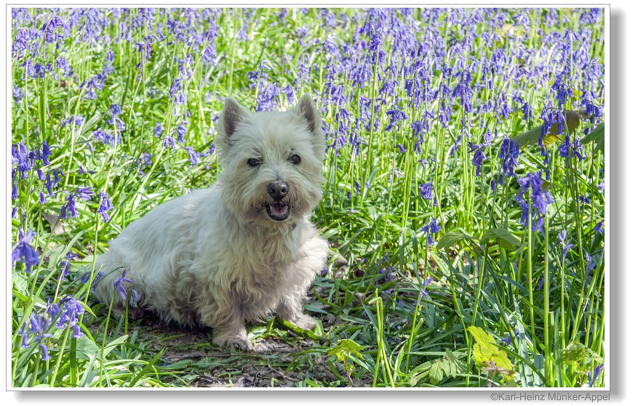 Kurze Ruhepause bei den blauen Blumen....