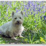 Kurze Ruhepause bei den blauen Blumen....