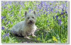 Kurze Ruhepause bei den blauen Blumen....