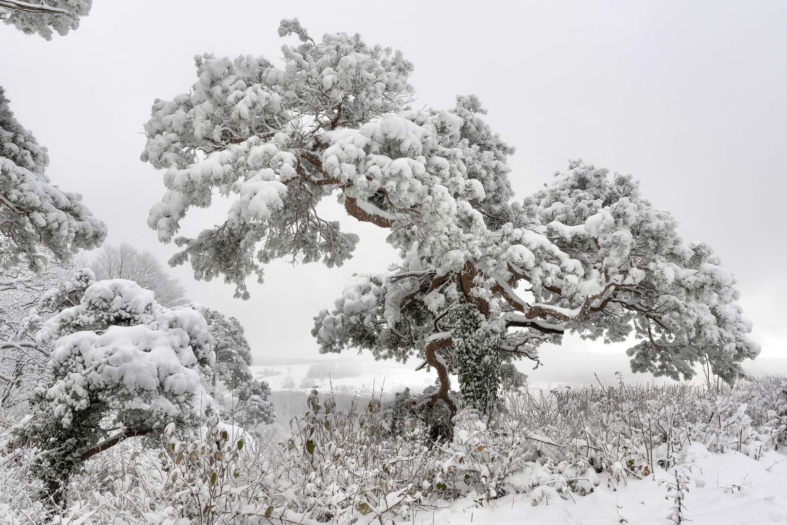 Kurze (Schnee-)Freude!