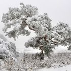 Kurze (Schnee-)Freude!