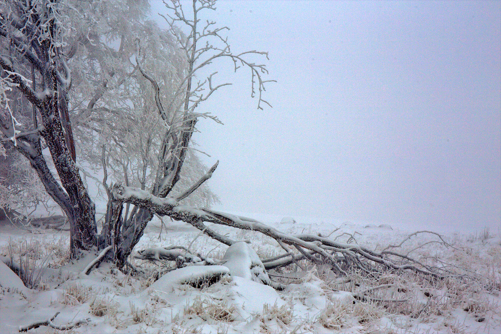 kurze Schnee- und Raureifpracht in der Rhön (1)