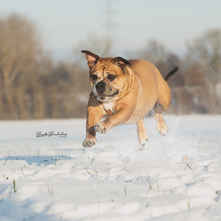 Kurze Schneefreude 