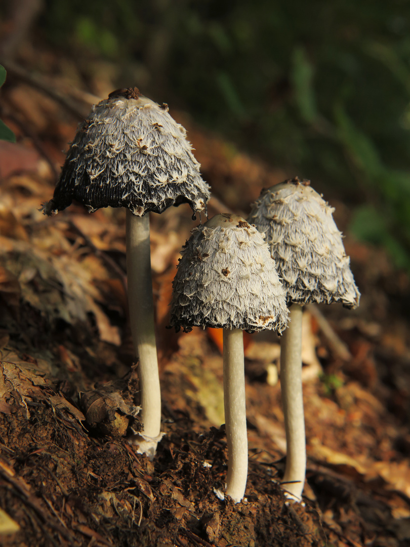 Kurze Schönheit vor dem sterbenden Trauerflor