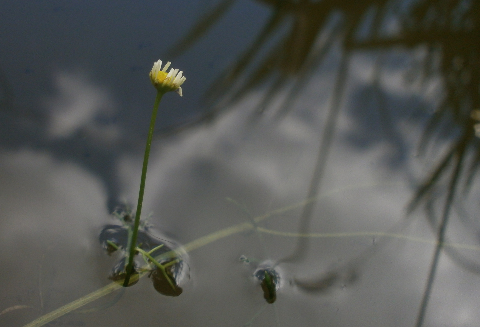 Kurzer Ausblick - zaghafte Blüte