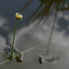 Kurzer Ausblick - zaghafte Blüte