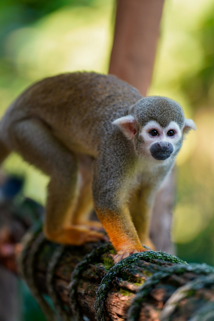 Kurzer Ausflug im Zoo 