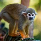 Kurzer Ausflug im Zoo 