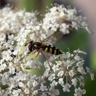 Kurzer Besuch