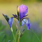 Kurzer Besuch auf einer Irisblüte