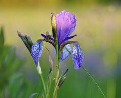 Kurzer Besuch auf einer Irisblüte